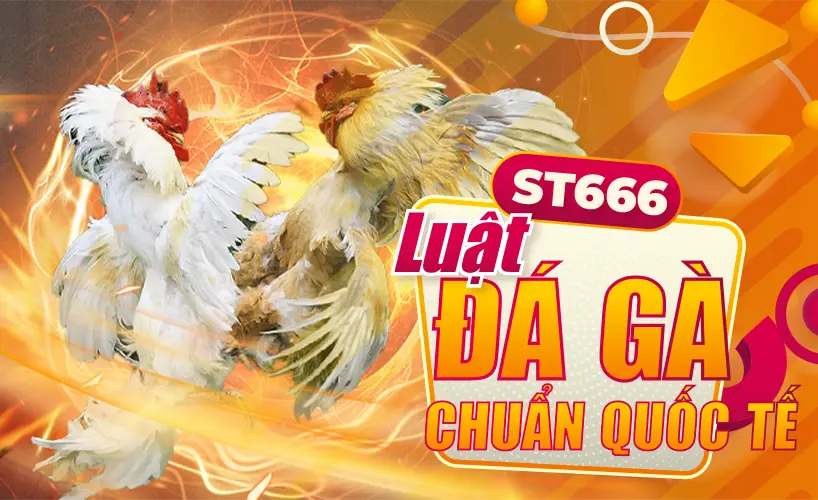 Đá gà ST666 chuẩn quốc tế